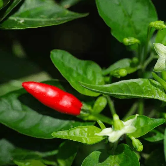 Planta de cápsico con su ají rojo, responsable de la fase de calor de la fórmula